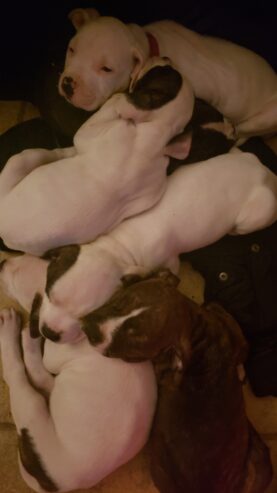 Pure bred American bullies Christmas special