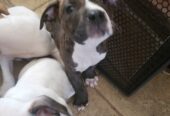 American bullies pure bred 1st shots 9 weeks old