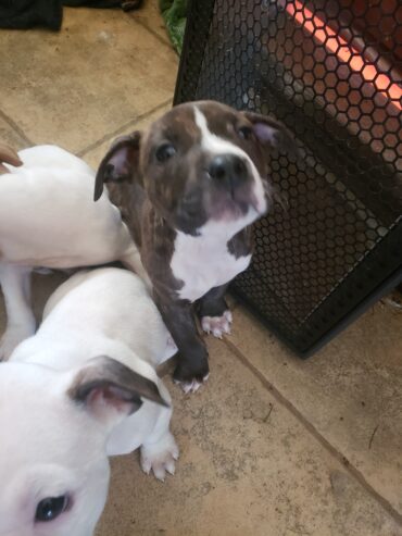 American bullies pure bred 1st shots 9 weeks old