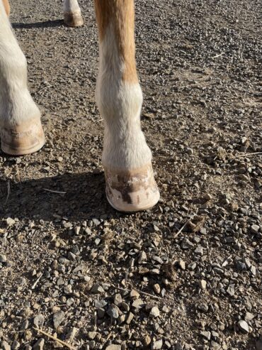 Farrier Accepting New Clients