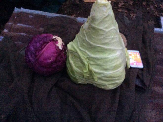 Large cabbages