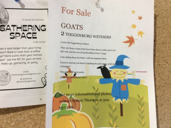 Goats for sale