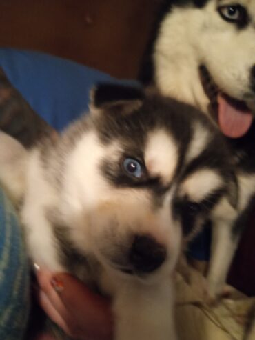 Husky puppies Rehoming