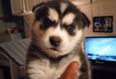 Husky puppies Rehoming