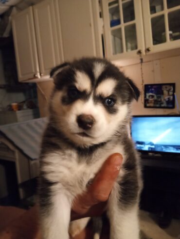 Husky puppies Rehoming