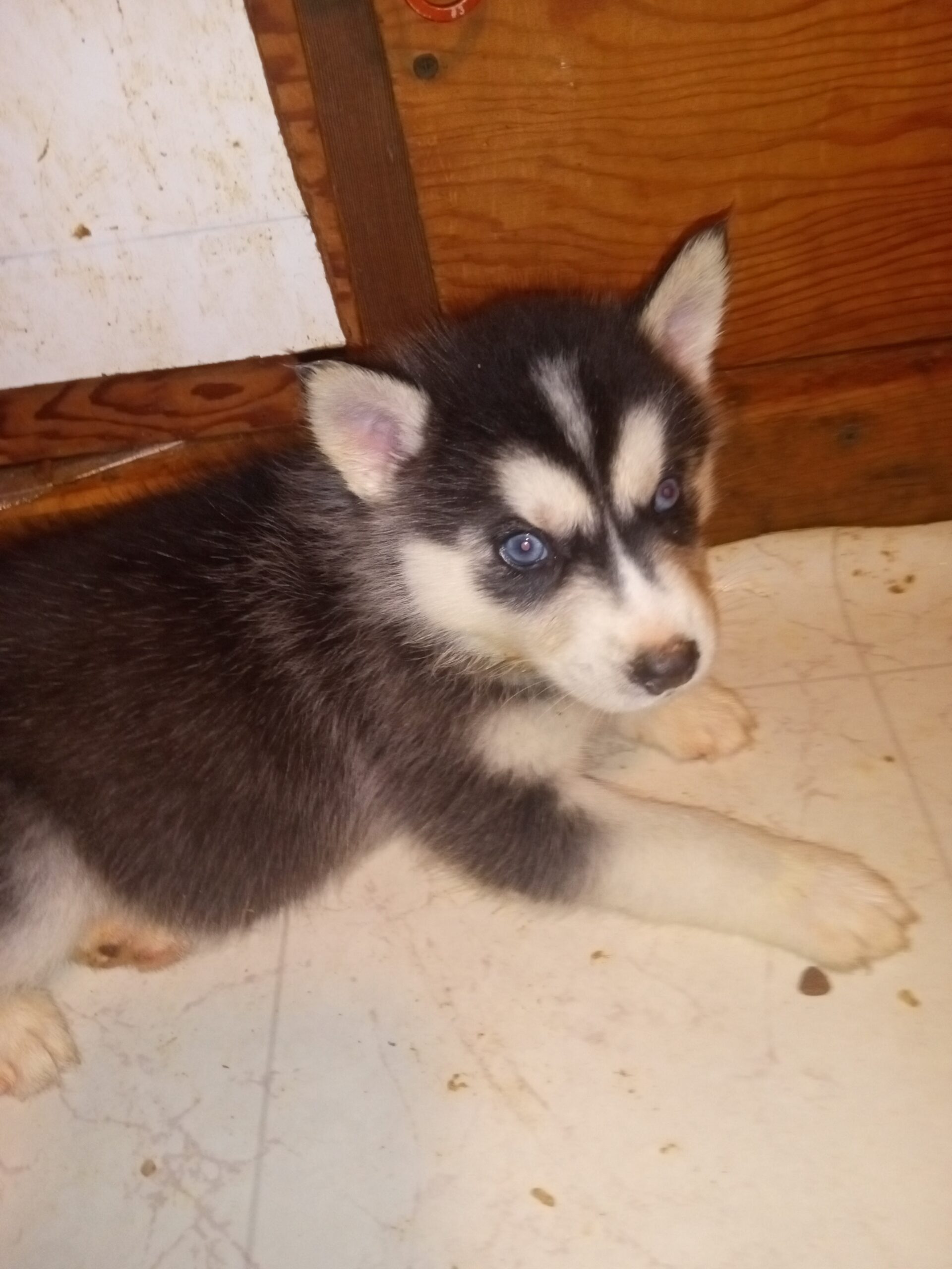 Husky puppies Rehoming