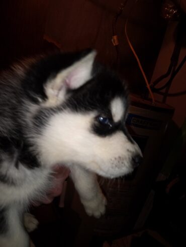 Husky puppies Rehoming