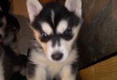 Husky puppies Rehoming