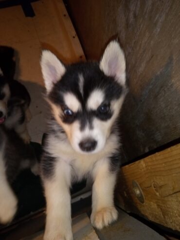 Husky puppies Rehoming