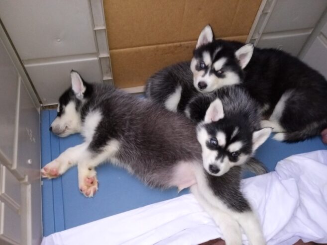 Husky puppies Rehoming