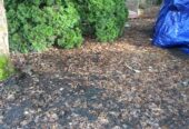 Free leaves mulch