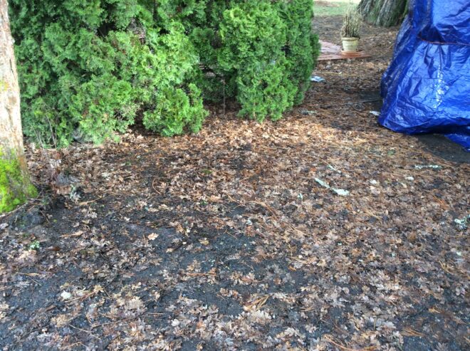 Free leaves mulch