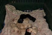 Lab Pups – pure bred