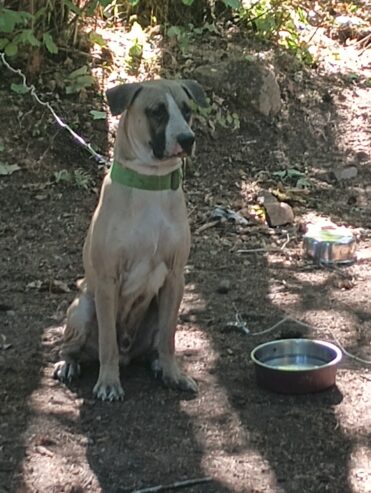 Pitbull / Sheppard 1 yr old male puppie looking for a good home.