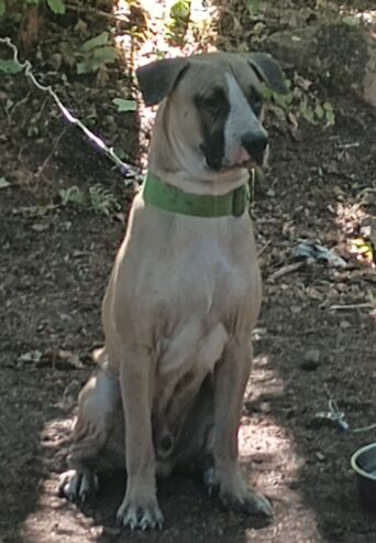 Pitbull / Sheppard 1 yr old male puppie looking for a good home.
