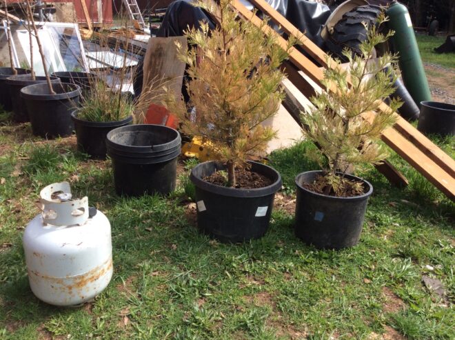 Incense cedar trees