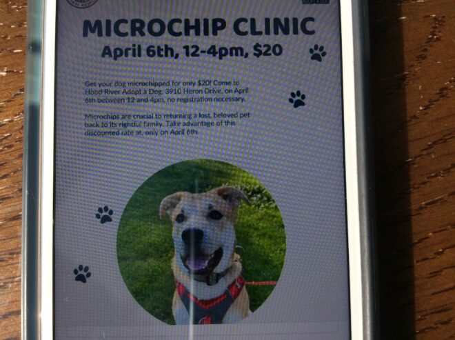 Get your dog chipped for 20 dollars