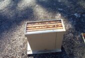 Honey bee swarm traps