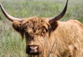Cow, bull, highland,