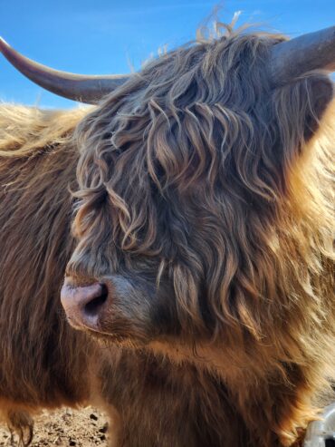 Cow, bull, highland,