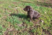 Labrador Retriever puppies