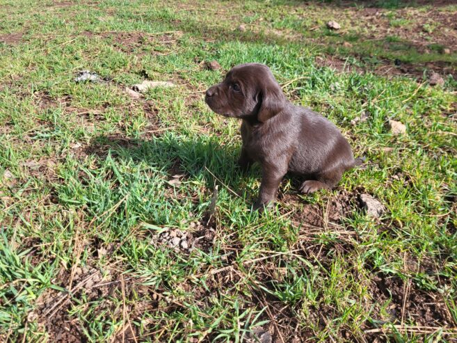 Labrador Retriever puppies