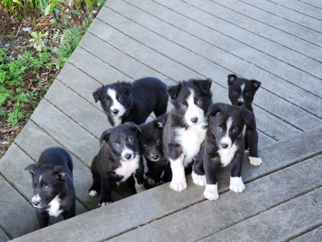 Border Collie pups born 2-26-2024