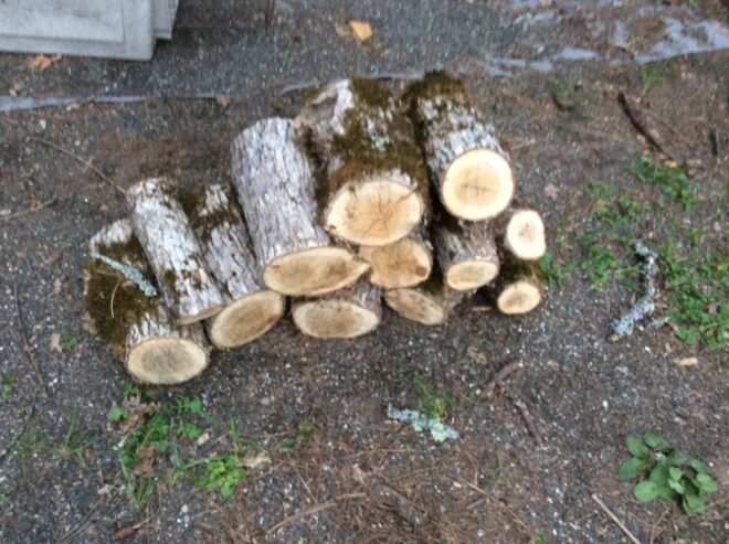 Oak fir wood