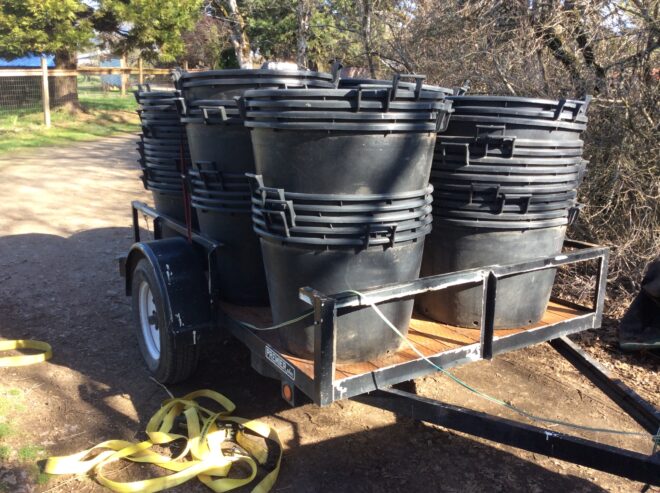 Fifty gallon pots