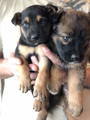 2 Puppies to furever home