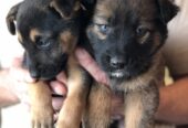 2 Puppies to furever home