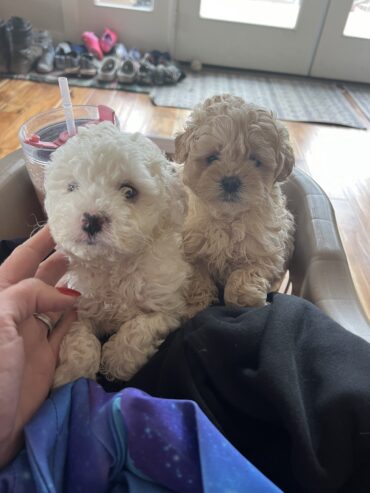 Cavapoo puppies