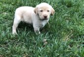 Labrador Retriever puppies