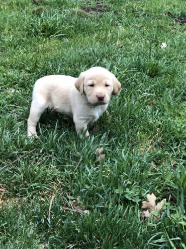 Labrador Retriever puppies