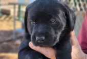 Labrador Retriever puppies