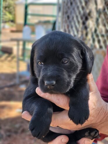 Labrador Retriever puppies