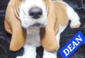 Baby basset hound