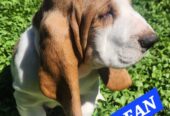 Baby basset hound