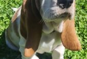 Baby basset hound