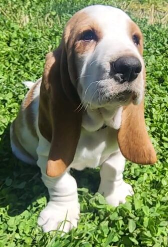 Baby basset hound