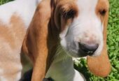 Baby basset hound #2