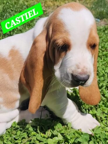 Baby basset hound #2