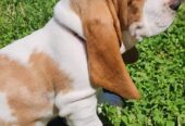 Baby basset hound #2