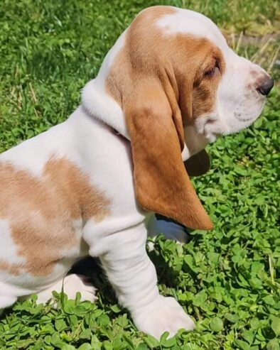 Baby basset hound #2