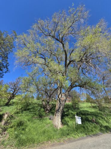 Large locust tree – free