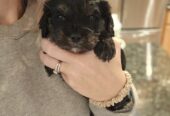 Cavapoo Puppy