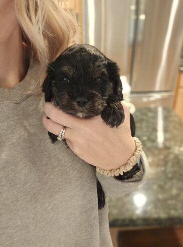 Cavapoo Puppy