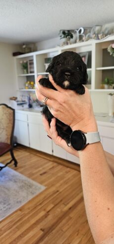 Cavapoo Puppy