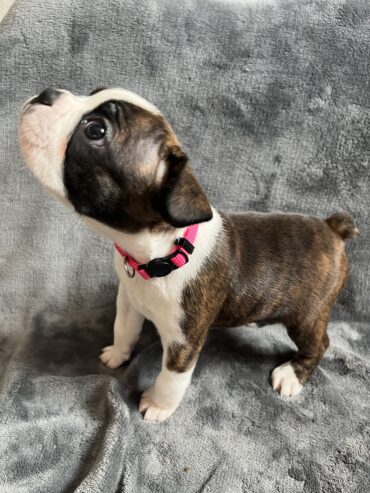 Boston Terrier Puppies