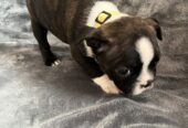 Boston Terrier Puppies